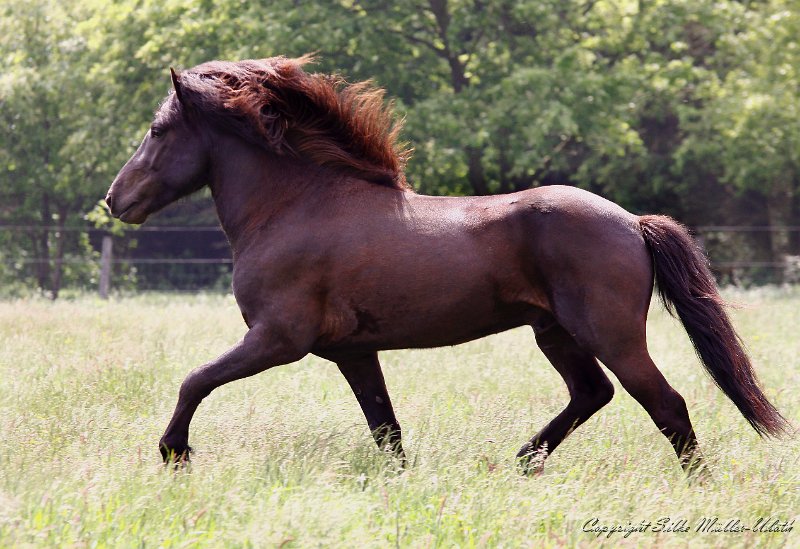 Alvar 20110528 a.jpg - Alvar fra Stora-Hofi